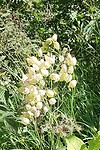 Blaassolene1