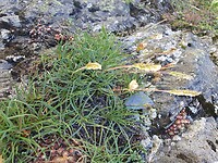 Kleine.wolfsklauw
