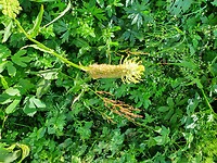 Phyteuma.spicatum.geel