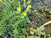 Bezemskruiskruid