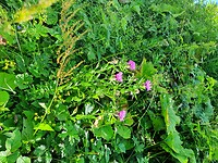Tengere.distel
