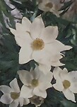 anemone narcissiflora