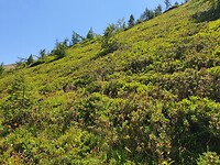 tinten.groen