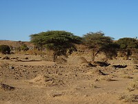 acacia's