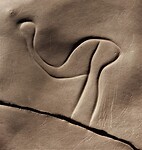 struisvogel met kromme rug