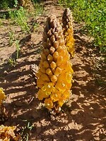 cistanche