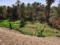 oase kasbah tata moestuin