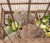 Marrakesh plein Rahba Kedima schildpadjes te koop