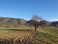 Ouzoud ingezaaid