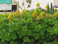 Aeonium canariense vetplant