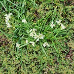Allium neapolitanum amaryllis familie