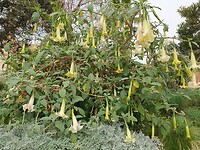 Campsis radicans Trompetbloemen
