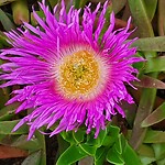 Carpobrotus acinaciformis