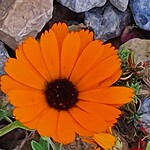 Dimorphoteca sinuata
