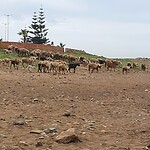 El Mansouria schapen op het strand