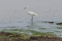 Kleine zilverreiger
