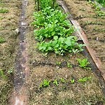 breb babou mulching teelt