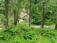 koningsvaren