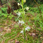 bergnachtorchis