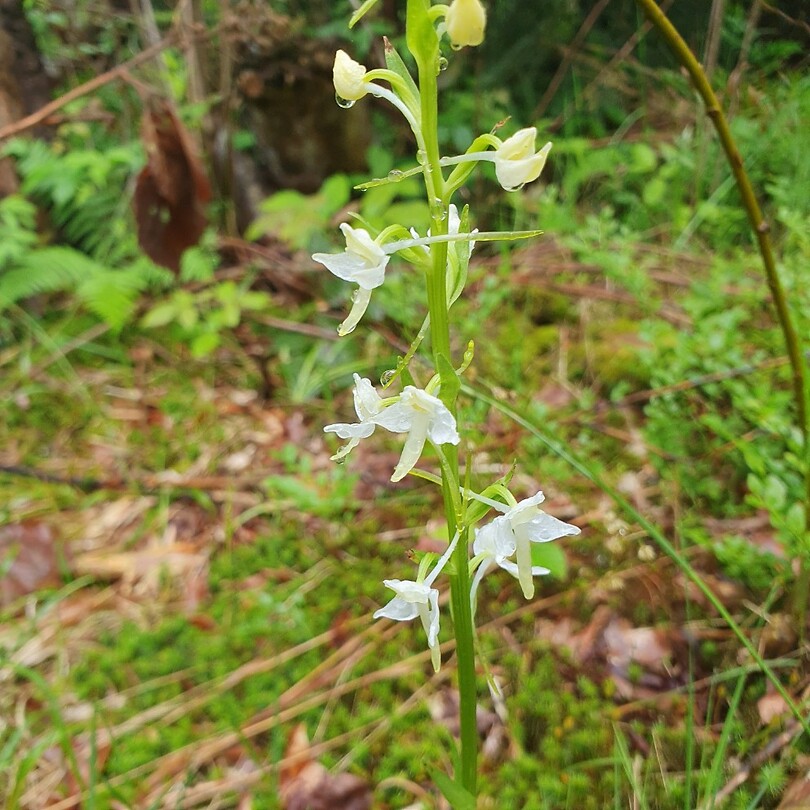 bergnachtorchis