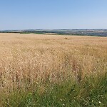 moldavie golvend graan