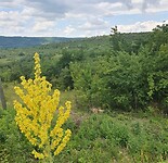 moldavie toorts in landschap