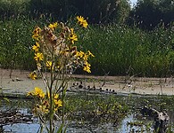 acht kleine eendjes