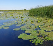 alles groen