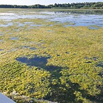Donaudelta algengroei Isac