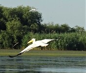donaudelta drie meter spanwijdte