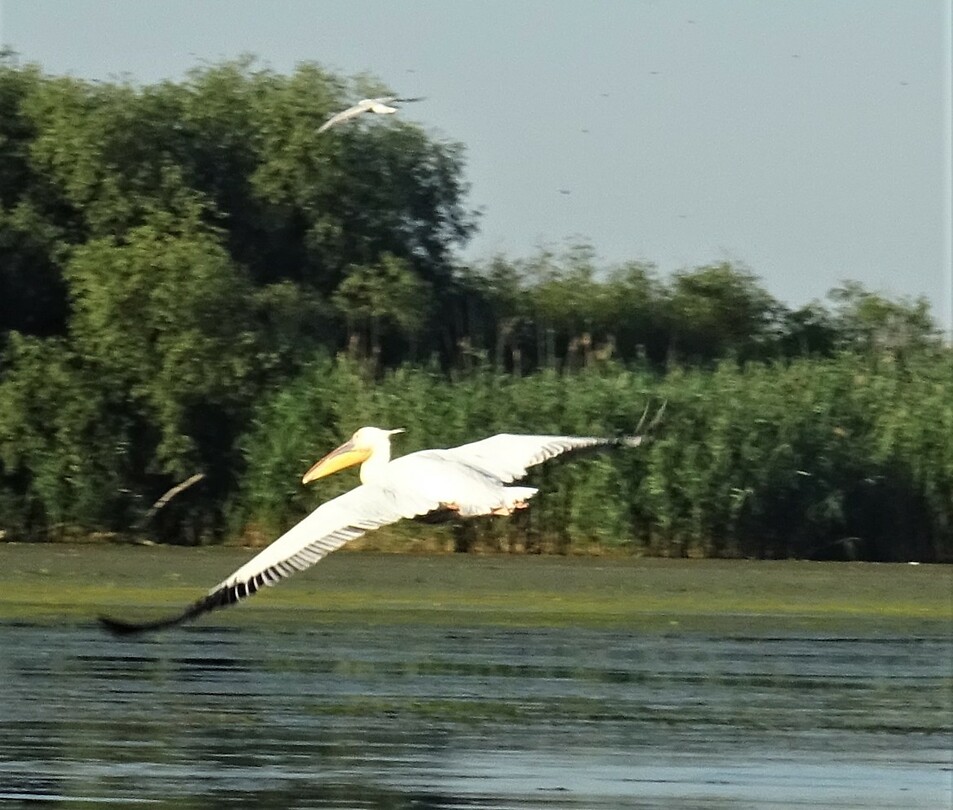 donaudelta drie meter spanwijdte