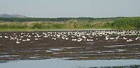 donaudelta genoeg te eten