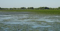 donaudelta groene smurrie
