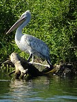 donaudelta ik ben de grootste