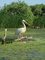 donaudelta kijk mij eens