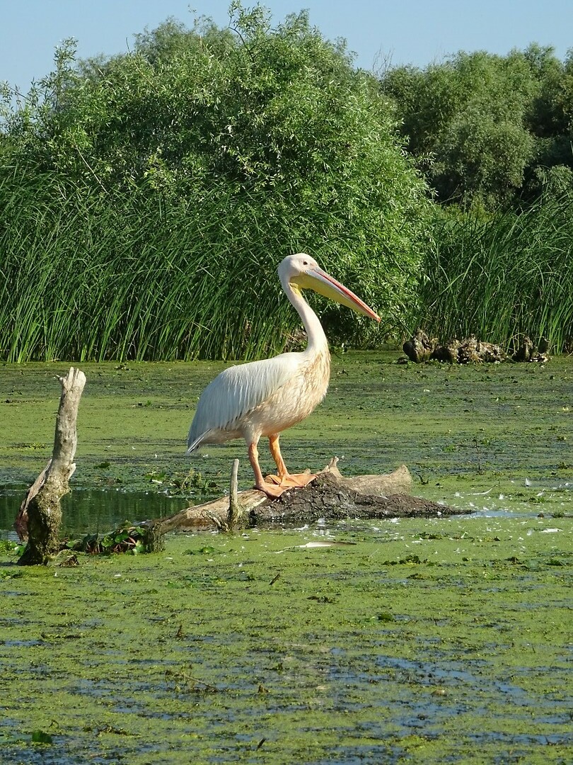 donaudelta kijk mij eens
