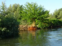 donaudelta met de wortels in het water