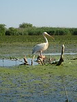 donaudelta parmant