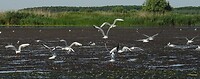 donaudelta pas op voor die boot