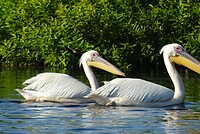 donaudelta pelikaanstel