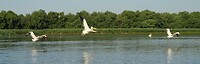 donaudelta pelikanen in de vlucht