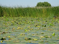 donaudelta plompebladeren