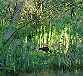 donaudelta stiekem toch op de foto