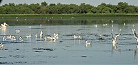 donaudelta vis voor iedereen