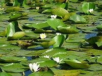 donaudelta waterlelies