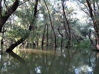 donaudelta sprookjesachtig wetland