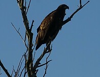 zeearend in de boom
