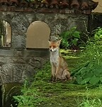 sinaia peles een jonge vos