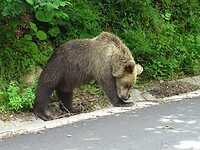 DSC05286