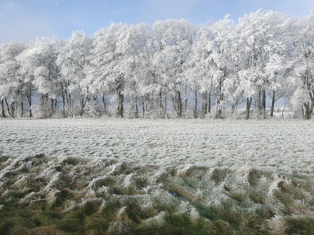 Rijpwitte Eifel
